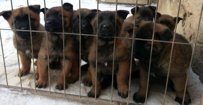 Quality Malinois Pups