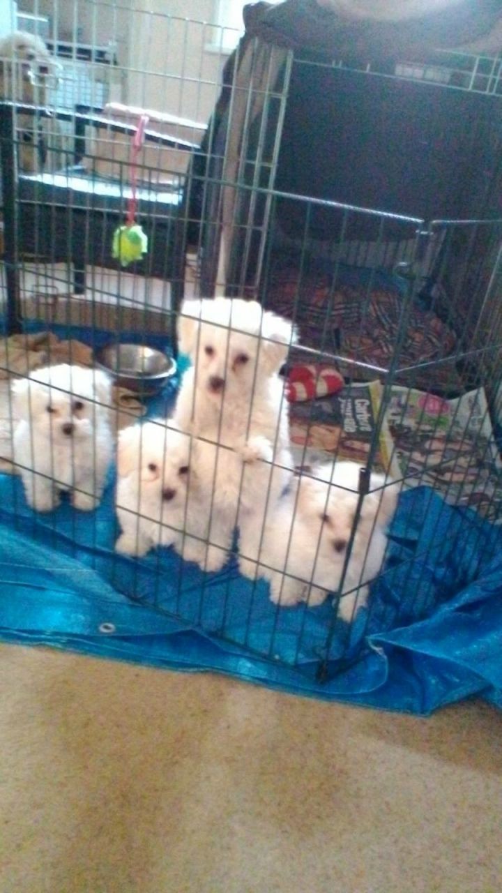 Gorgeous Litter Of Pure Bred Kc Reg Bichon Frise