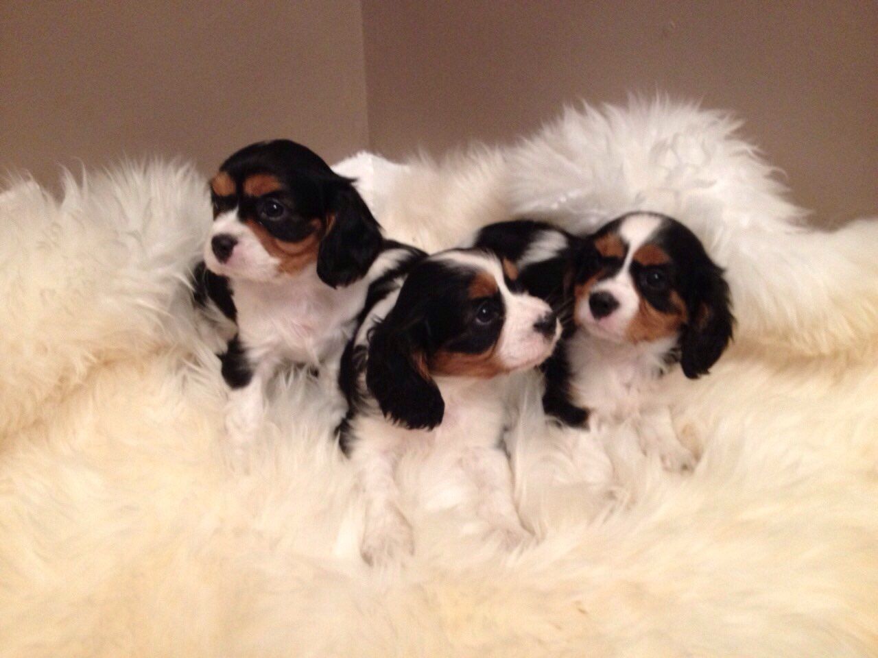 Stunning Kc Registered Cavalier King Charles