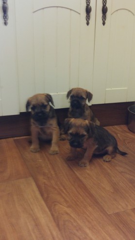 Border Terrier Puppies