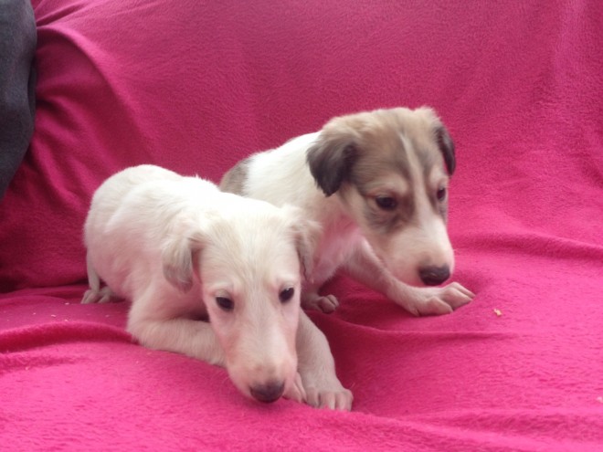 Superb Quality Borzoi Puppies