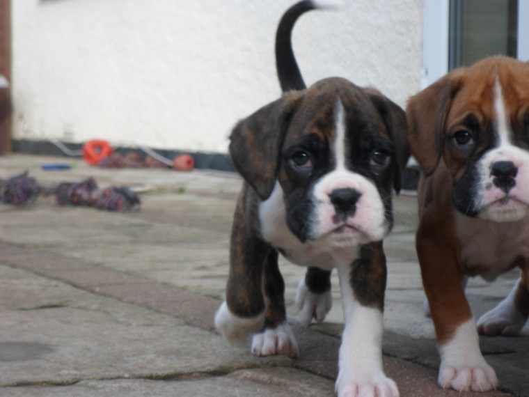 Beautiful Boxer Pups
