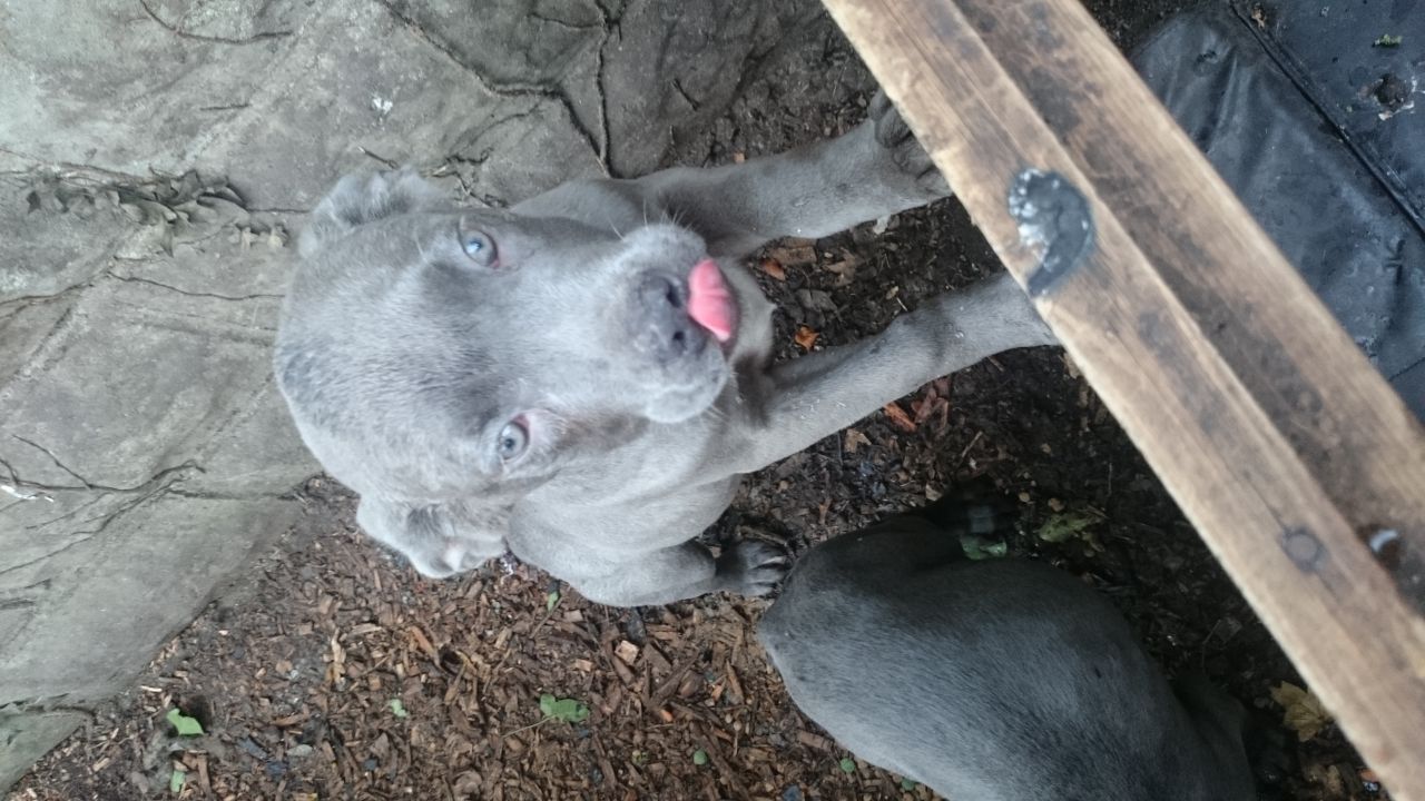 Pure Cane Corso Puppies