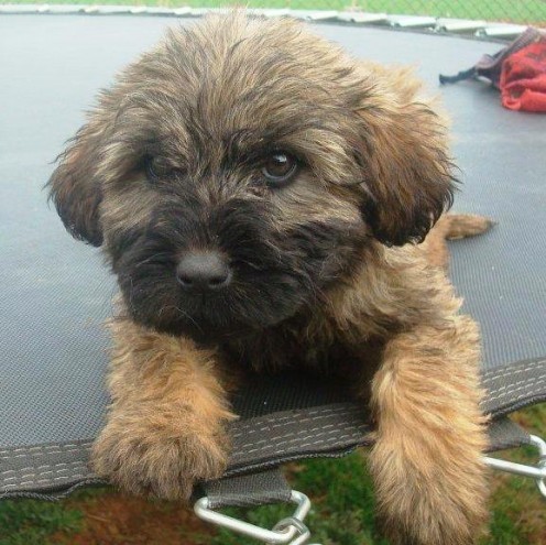 Catalan Sheepdogs Puppies Rare Breed