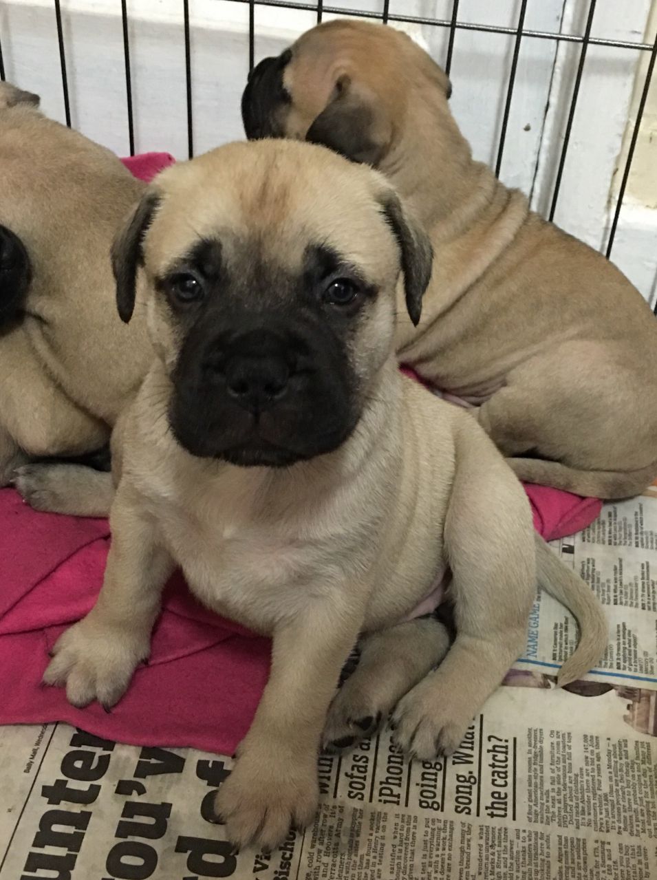 Quality  Bullmastiff Puppies