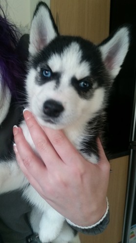 Beautiful Blue Eyed Siberian Husky Puppies