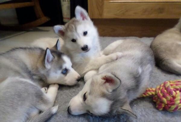 beautiful chunky Siberian Husky Puppys