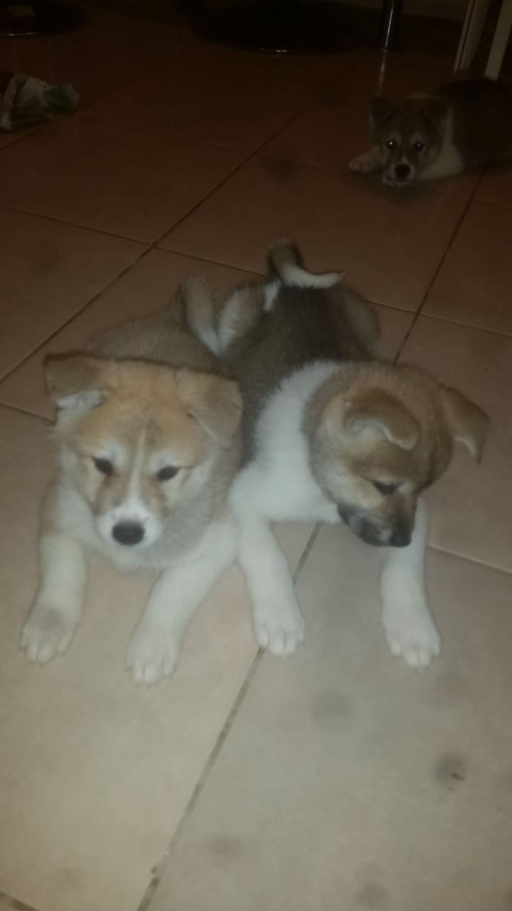 Beautiful Akita Puppies