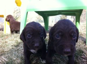 English Springer Spaniel - Chocolate Lab Puppies
