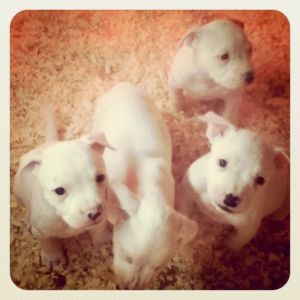 American Bulldog Puppies Gorgeous NKC regi parents all white