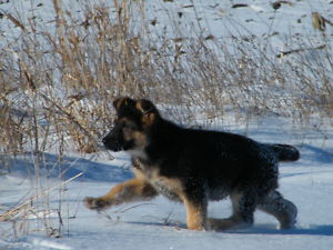  German Shepherd pups,Family friendly large beautiful worldclass