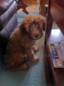 Whoodle Puppies