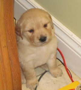 Purebred Golden Retriever Male Puppies ~ Family Raised