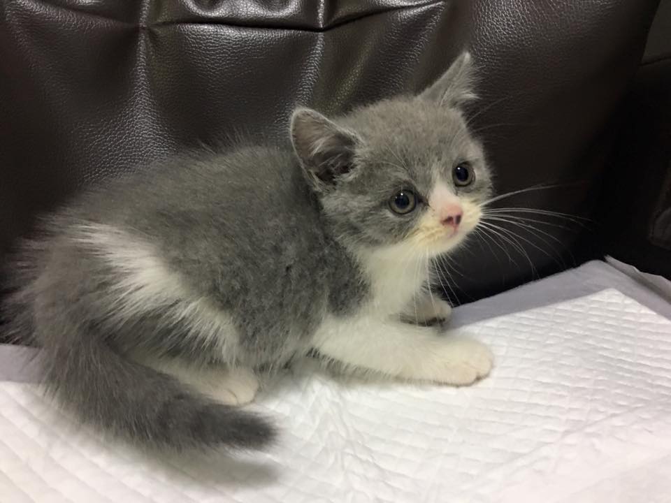 british shorthair sale