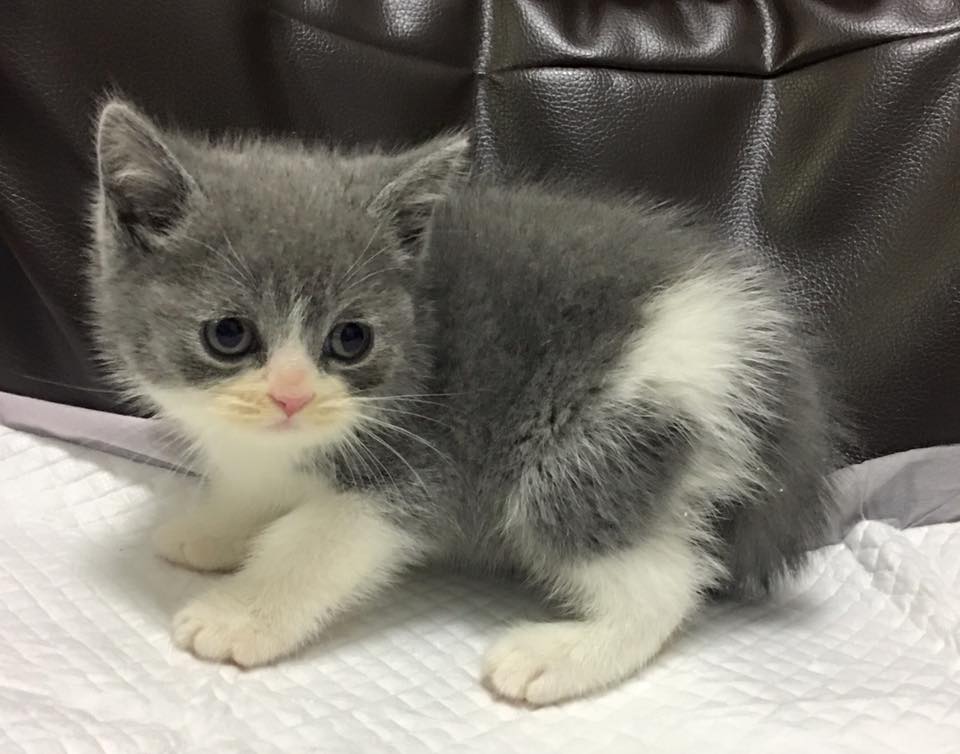 british shorthair cat for sale