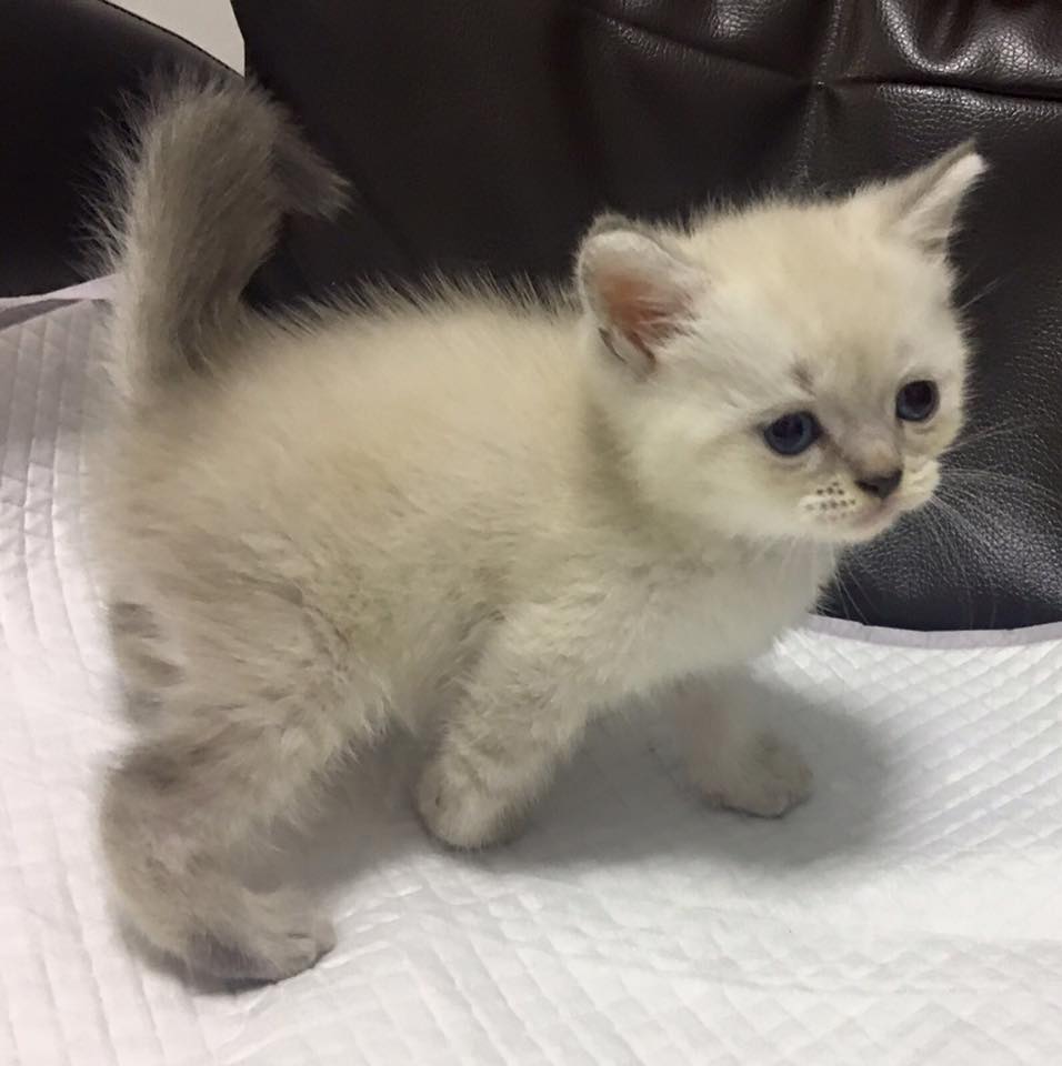 british shorthair breeder