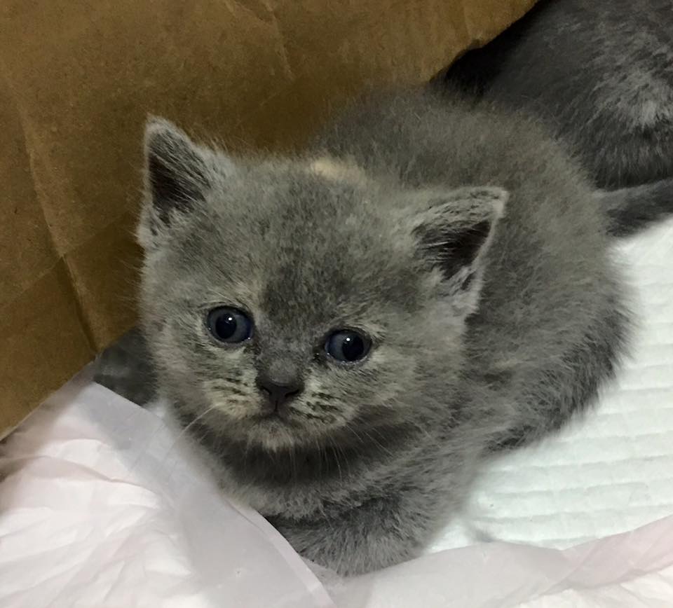 british shorthair hk