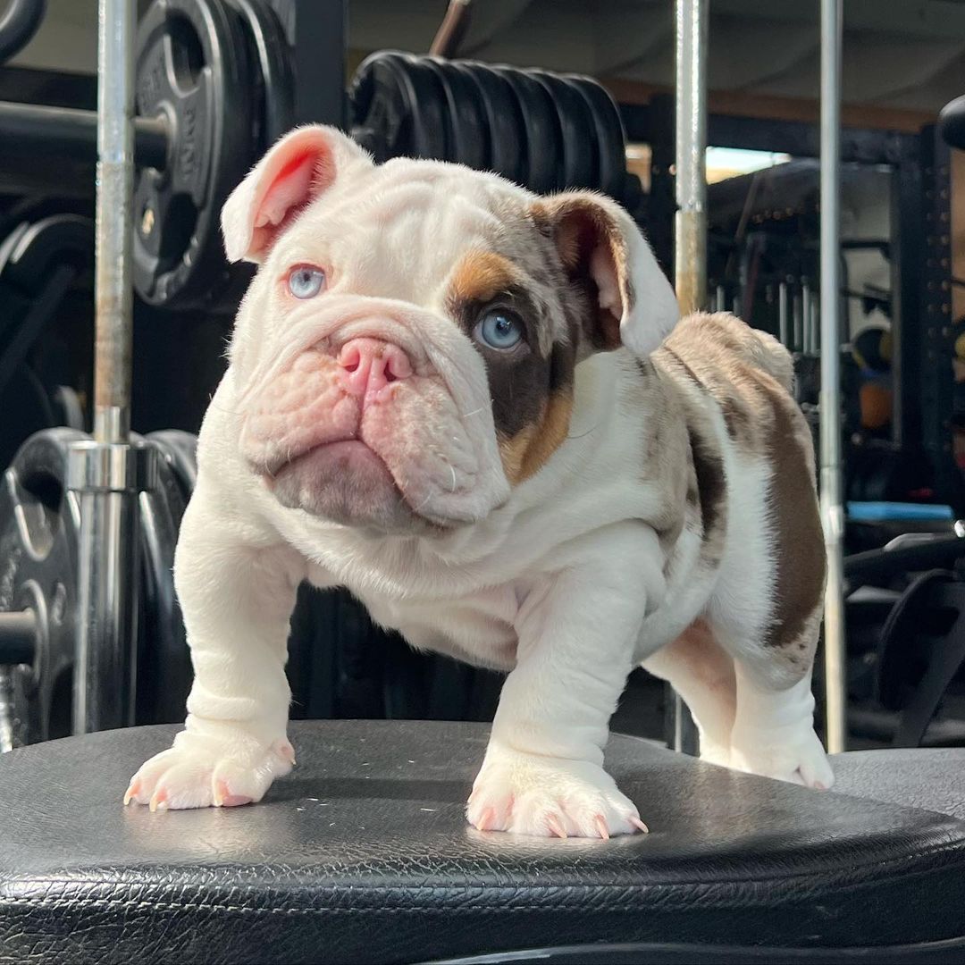 Stunning English Bulldog Puppies for sale.