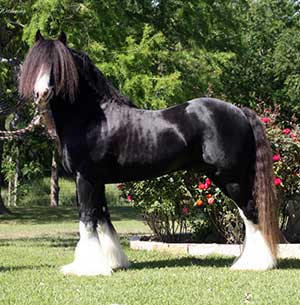 Gypsy Vanner Horses For Adoption