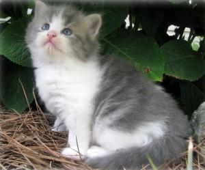 British Short Hair Blue Kitten for adoption.