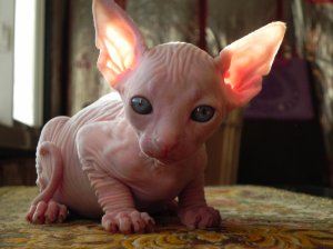 Hairless- Sphynx Kittens for new homes