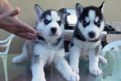 dIEGO  Siberian husky puppy for sale