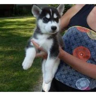  perfectly Miniature Siberian husky Puppies