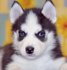 Siberian Husky Pups Read Soon!