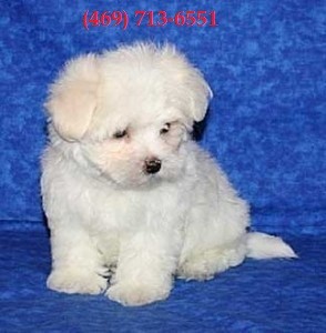 Very Sweet Teacup Maltese Puppies