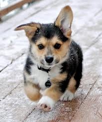 Pembroke Welsh Corgi Puppies