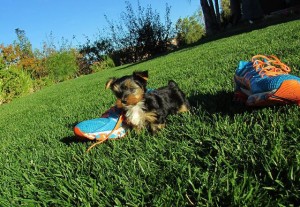 Home Raised Tea-Cup Yorkie Puppies