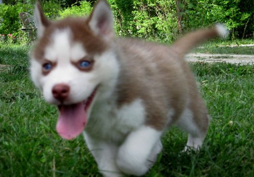 lovely Siberian Husky Puppies