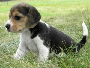 chocoalte tri beagle puppy left reduced for a good home