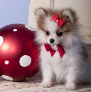 Xmas Pomeranian puppies are the perfect present for your loved ones!