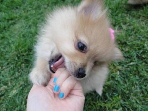 Male Female Pomeranian Puppies For Adoption