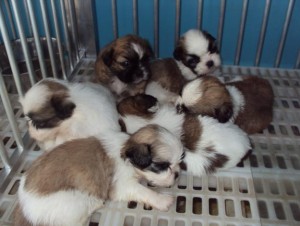 Cute Shih Tzu Puppies for Adoption