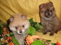Adorable Tiny Pomeranian Puppies For Adoption
