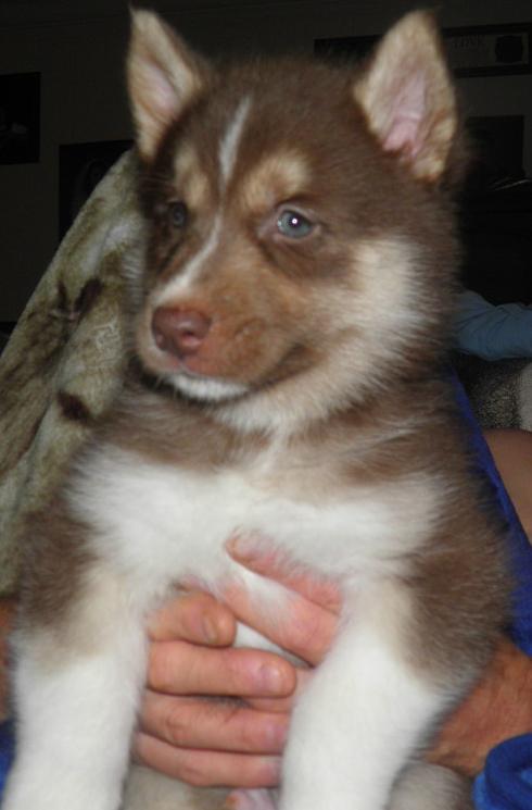 Siberian Husky Puppies for Adoption