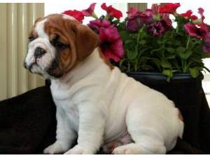 Home Trained English Bulldog Puppies