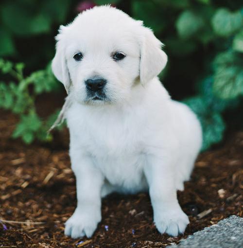  Golden Retriever puppies ready