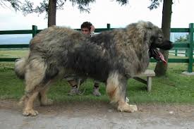  adorable Caucasian shepherd / Georgian shepherd for sale