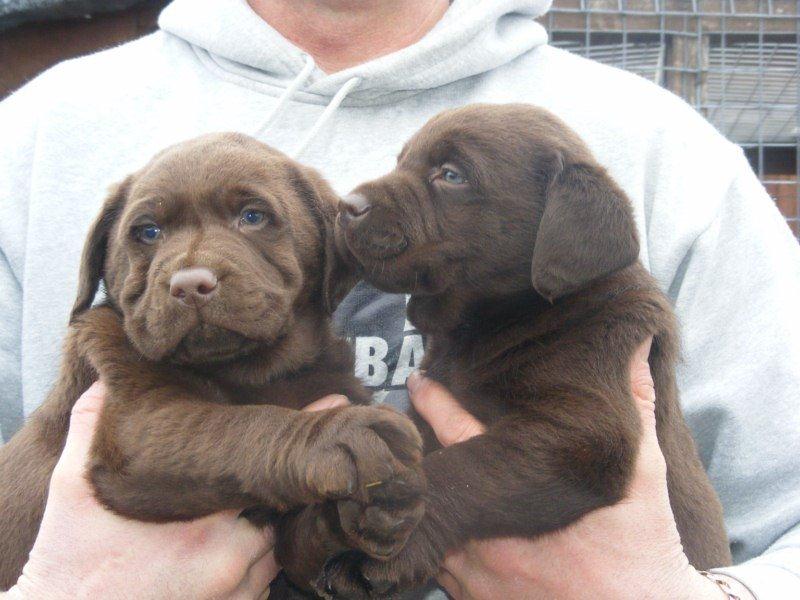  Chunky Chocolate Labrador puppies for adoption
