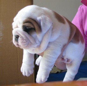  Adorable and very cuddly English bulldog puppies available.