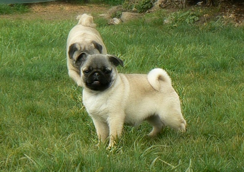 pug pupies for adoption