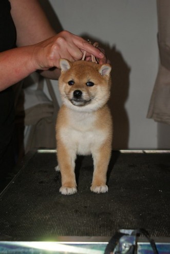 Japanese Shiba Inu