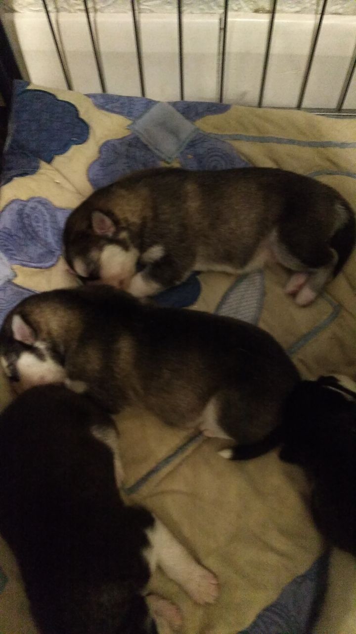 Two Beautifull HuskyTwo Beautifull Husky Boy Puppies 