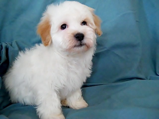 Havanese pupp ready