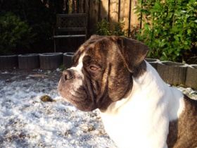 Olde-English-Bulldogge-puppies