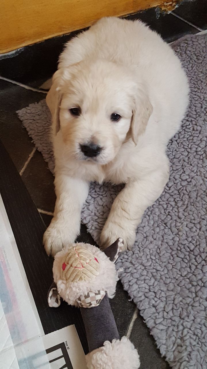 Golden Retreiver Puppies For sale