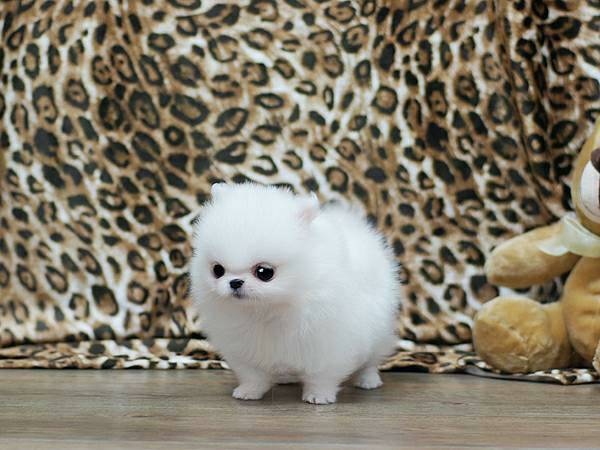 Pomeranian puppies for good homes